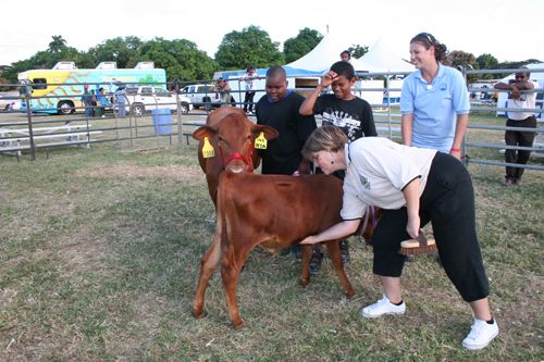 4H showmanship